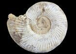 Perisphinctes Ammonite - Jurassic #68185-1